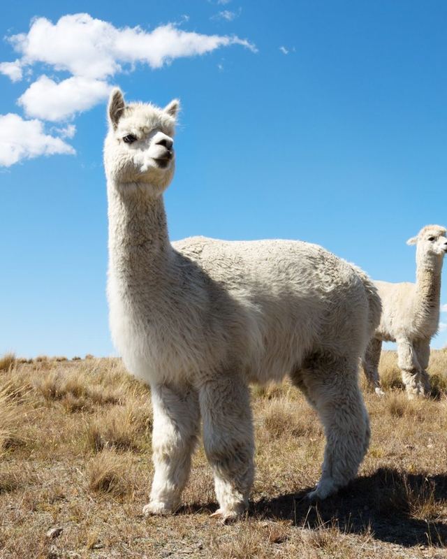 Alpacas blancas en el altiplano