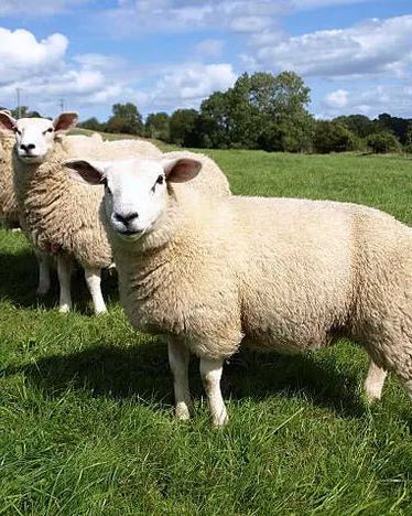 Ovejas de lana merino en un prado